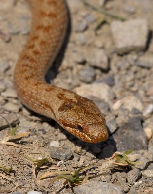Smooth snake / Gladde slang