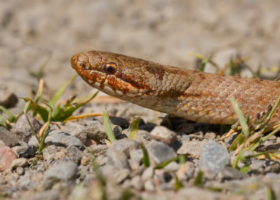 Smooth snake / Gladde slang