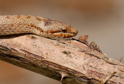 Smooth snake / Gladde slang