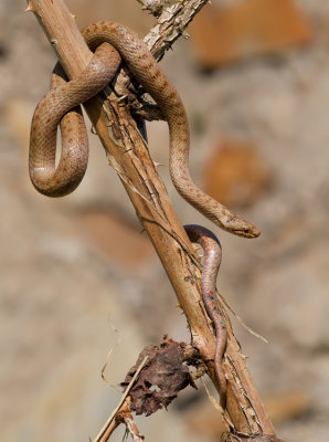 Smooth snake / Gladde slang