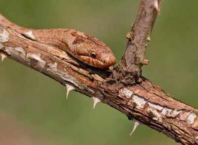 Smooth snake / Gladde slang