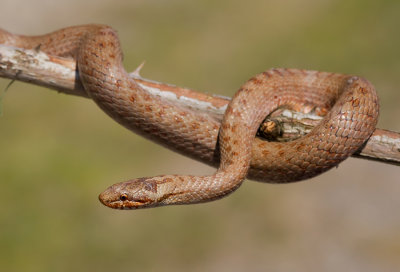 Smooth snake / Gladde slang