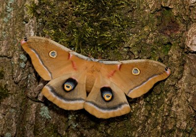 Polyphemus Moth / Antheraea polyphemus