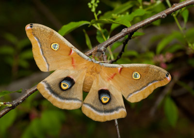 Polyphemus Moth / Antheraea polyphemus