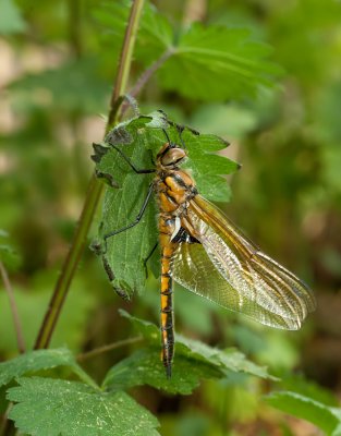 Common Baskettail - Tweevlek