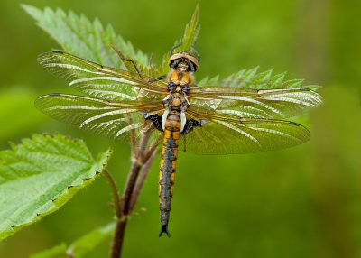 Common Baskettail - Tweevlek