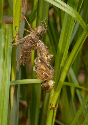 Common Baskettail - Tweevlek