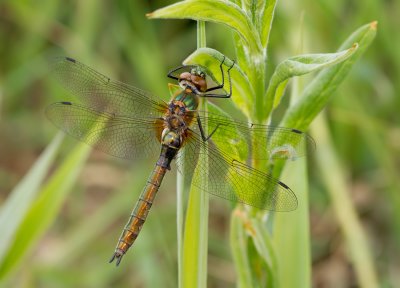 Downy Emerald / Smaragdlibel