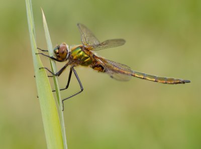 Downy Emerald / Smaragdlibel