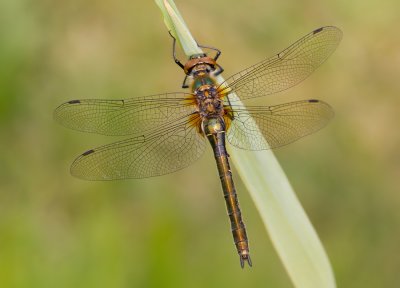 Downy Emerald / Smaragdlibel
