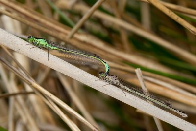 Norfolk damselfly / Donkere waterjuffer