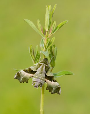 Willowherb Hawk-moth / Teunisbloempijlstaart