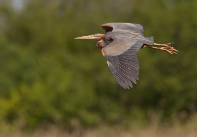 Purple heron / Purpereiger