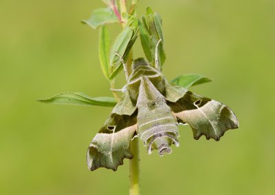 Willowherb Hawk-moth / Teunisbloempijlstaart