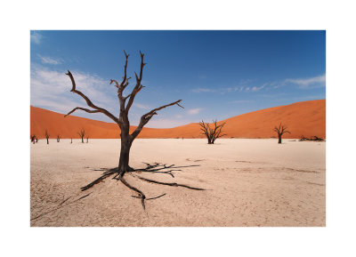 Dead Vlei