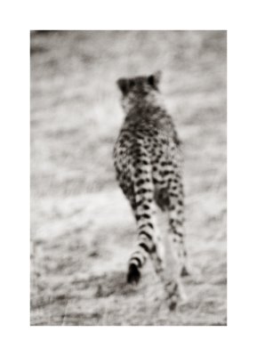 Cheetah on the move