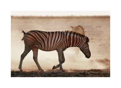 Zebra