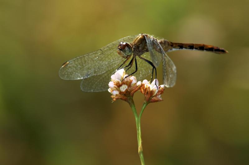 Resize of DSC_2269_mod.jpg