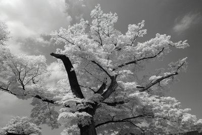 Resize of _DSC5514.jpg