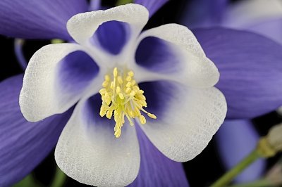 Aquilegia caerulea