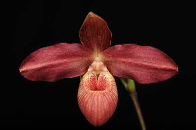 Phragmipedium  Mem. Dick Clements