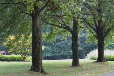 Potomac Trees.jpg