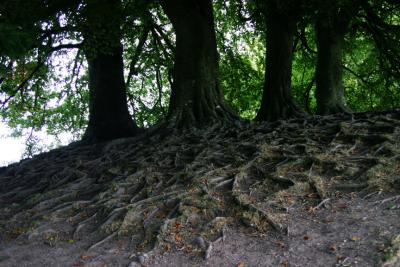 Avebury Tree Roots.jpg