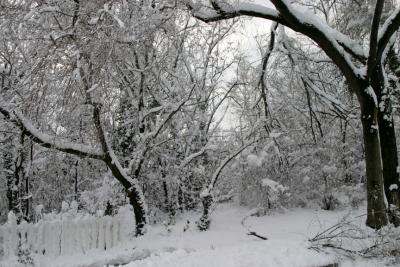 Oglethorpe Woods.jpg