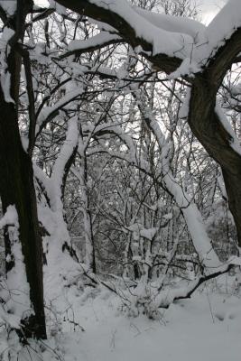 Snowy Trees.jpg