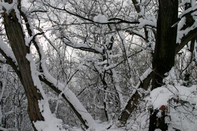 Snow Covered Trees.jpg