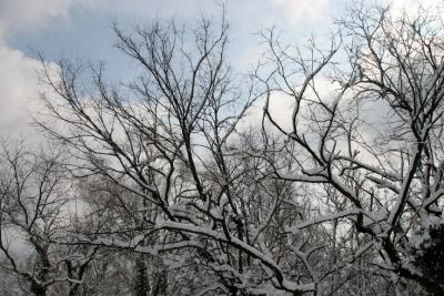 Snowy Treetops.jpg