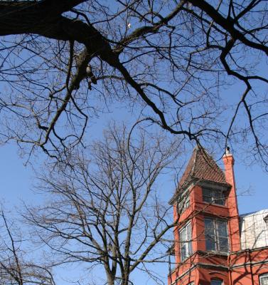 P Street Trees.jpg