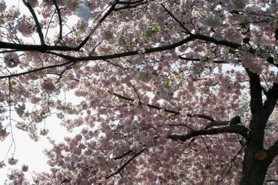 Cherry Blossoms 2.jpg