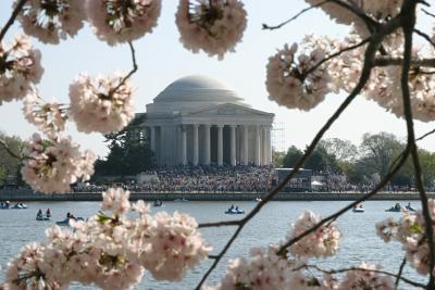 Jefferson Cherry Blossoms.jpg