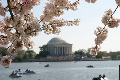 Jefferson Cherry Blossoms 2.jpg