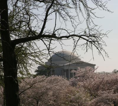 Jefferson Blossoms.jpg
