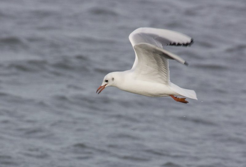 Black-headed Gull