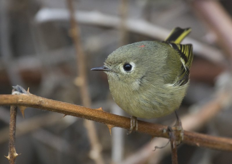 Ruby-crowned Kinglet