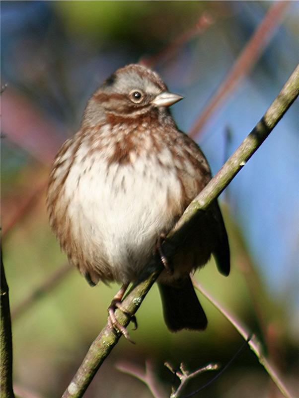 Song Sparrow