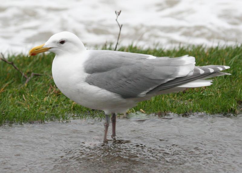 Glaucous-winged Gull