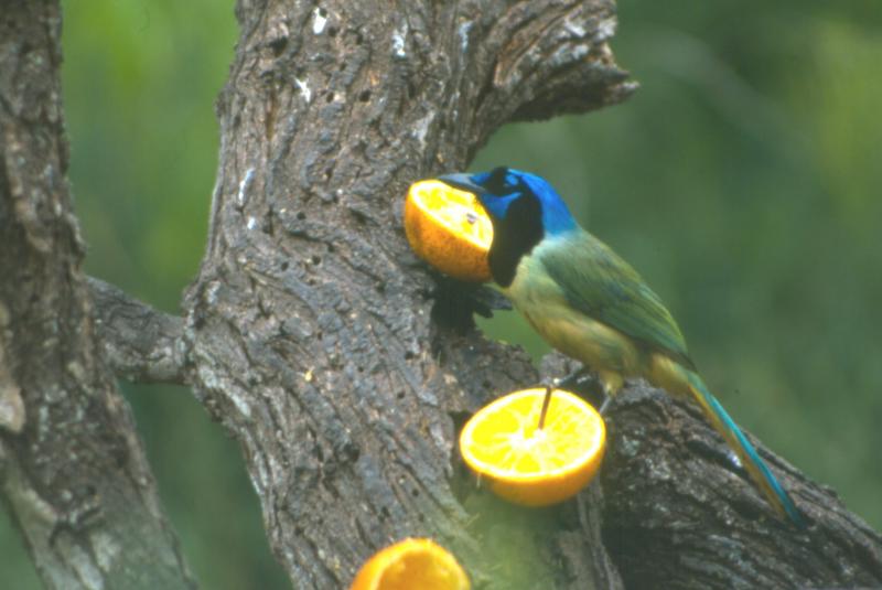 Green Jay