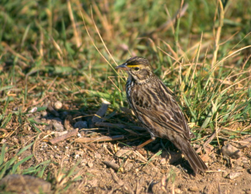 Savannah Sparrow