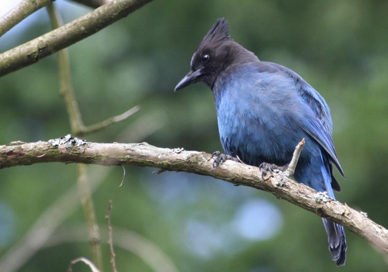 Western Scrub Jay