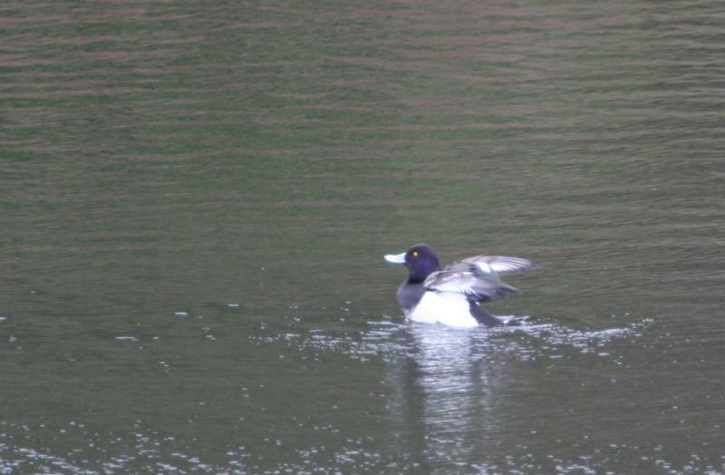 Tufted Duck