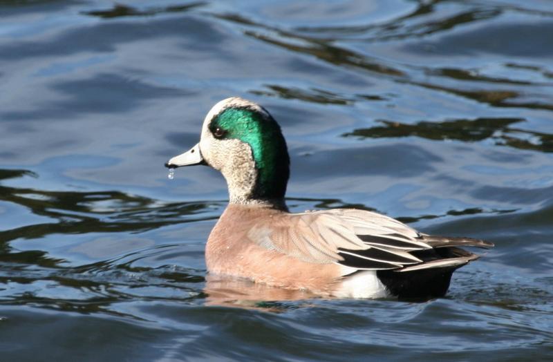 American Wigeon