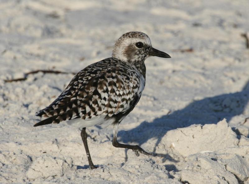 Black-bellied Plover