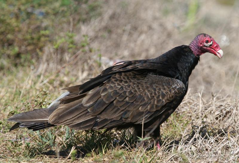 Turkey Vulture