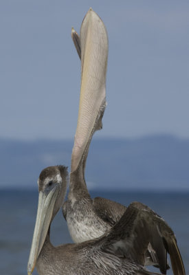 Brown Pelican