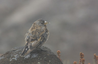 Hepburn's Gray-crowned Rosy-finch