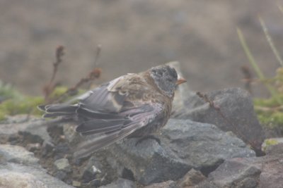 Hepburn's Gray-crowned Rosy-finch